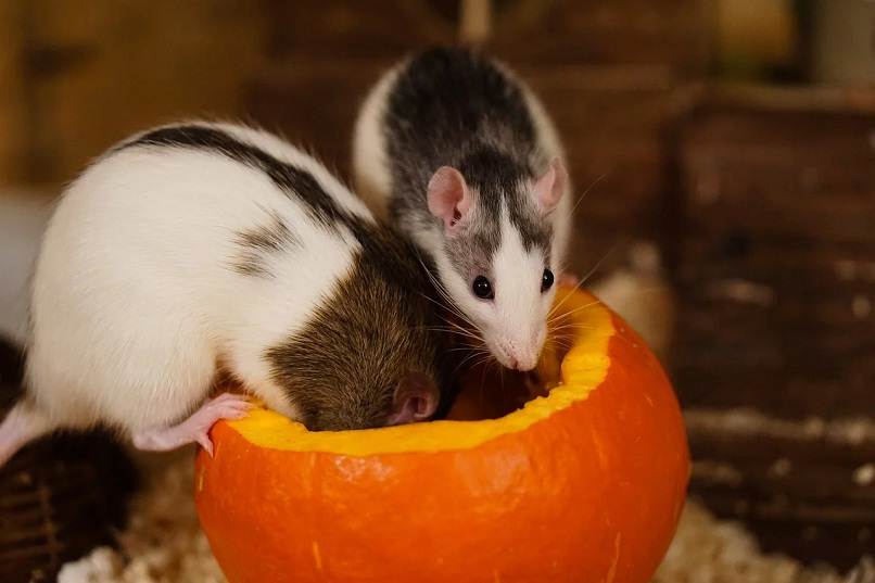 ratas comiendose una fruta
