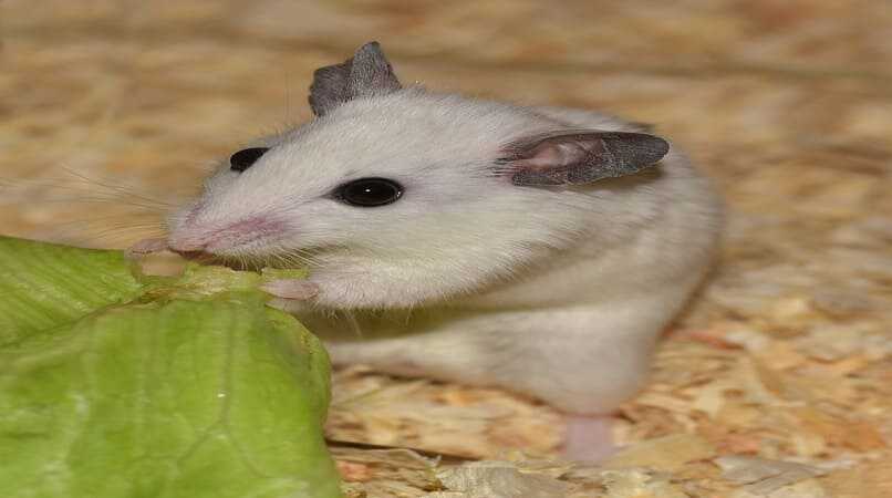 ratoncito comiendo verdura