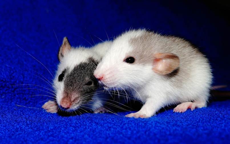 pareja roedores orejas pelos