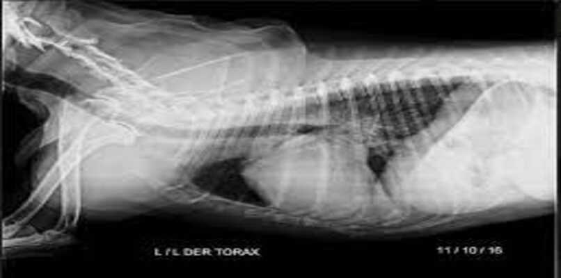 rayos x a tórax de un canino