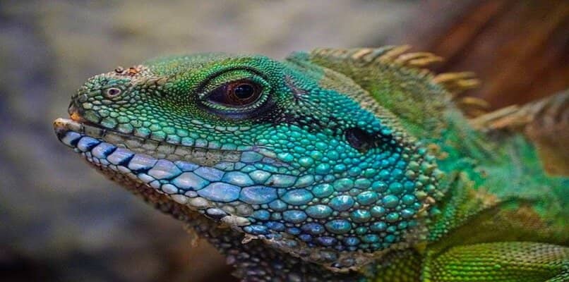iguana de colores 