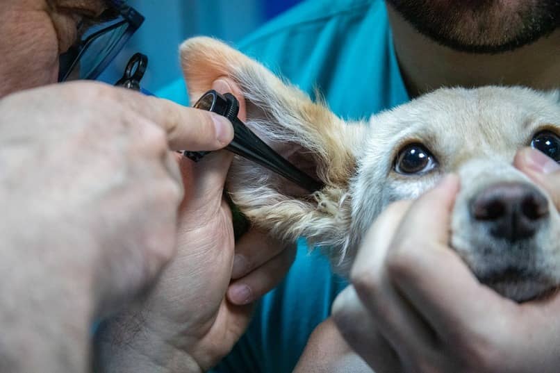 veterinario revisandole la oreja a un perro