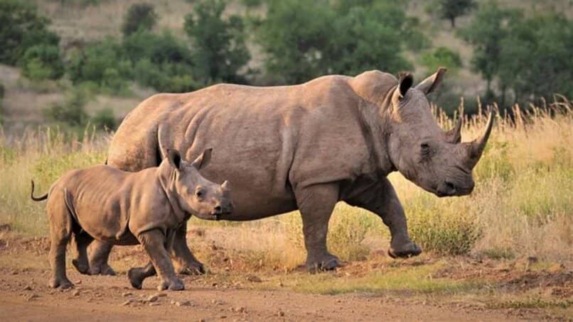 dos rinocerontes