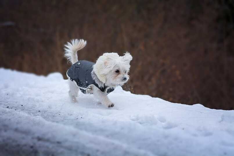 protege del frio a tu can