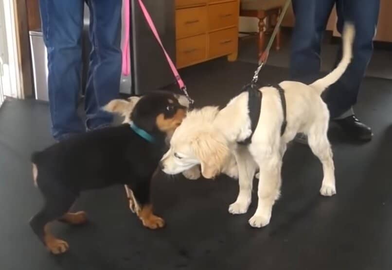rottweiler cachorro socializando con otros animales