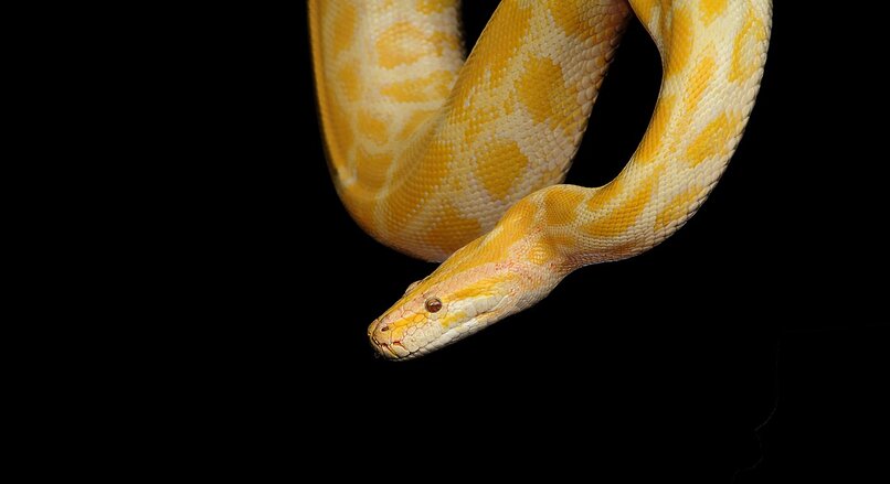 serpiente amarilla