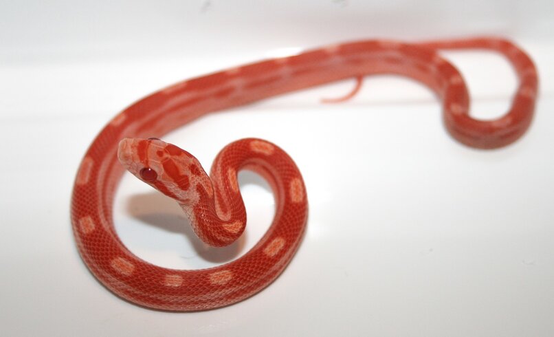 serpiente roja bebe