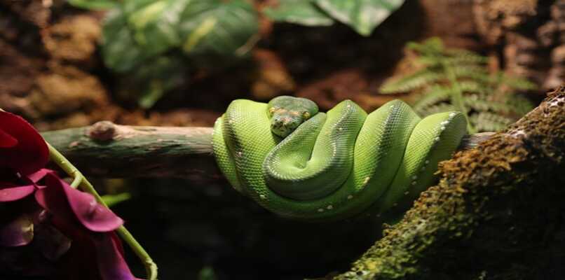 serpiente piton verde