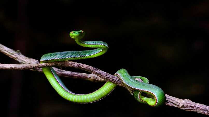 serpiente verde enrrollada en un arbol