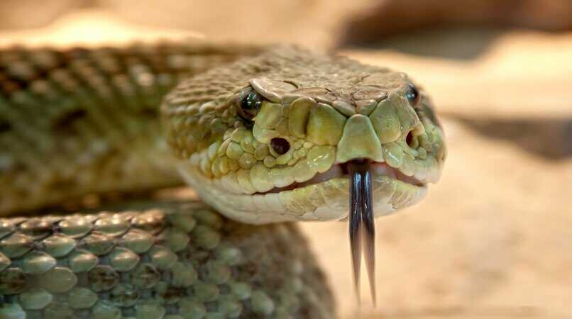 serpiente con la lengua bifera afuera