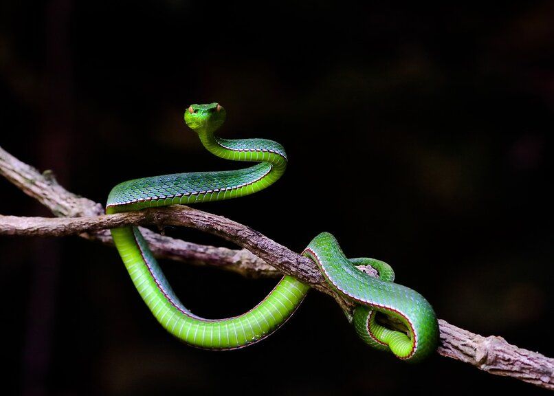 serpiente enrollada palo verde