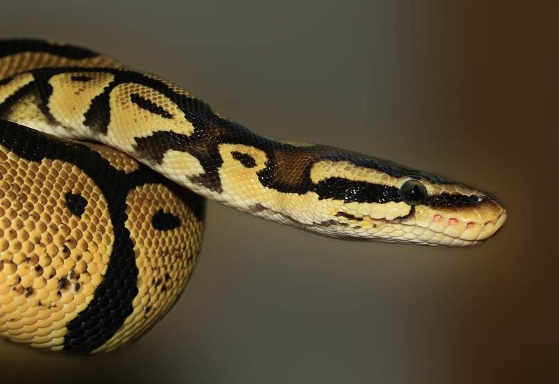 serpiente perfil domestica