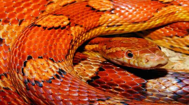 serpiente de dos colores