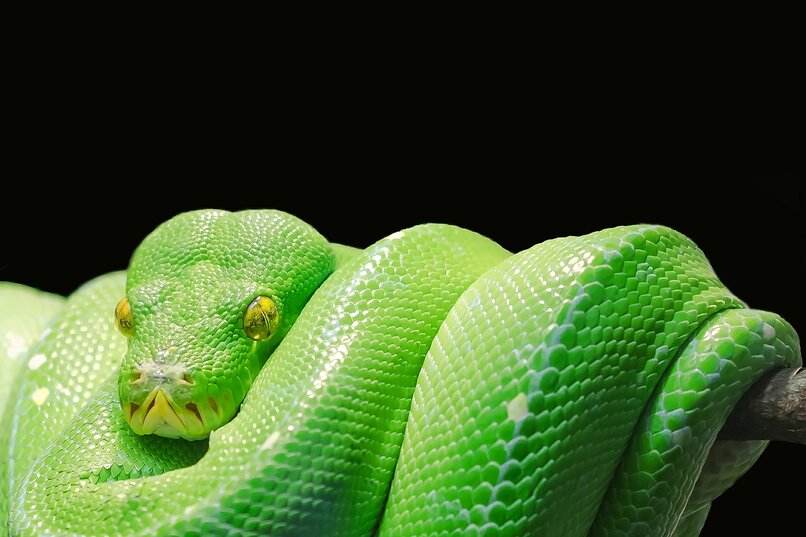 serpiente verde enrollada