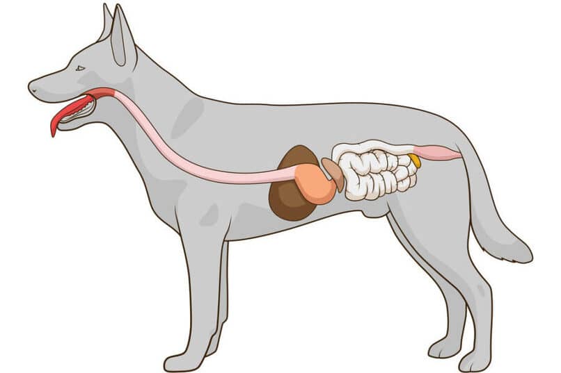 que alimentos son buenos para perros con gastritis
