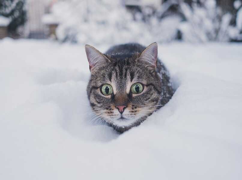 gato le gusta la nieve