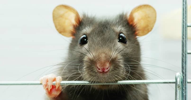 tipos de ratas y su alimentacion