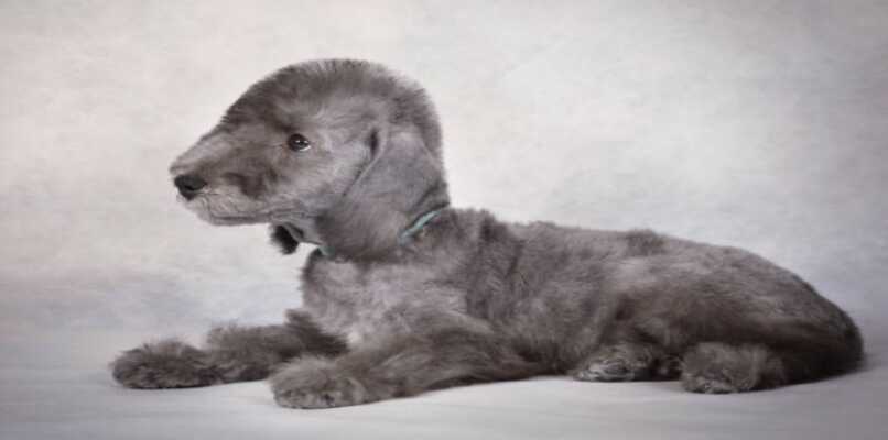 bedlington terrier gris