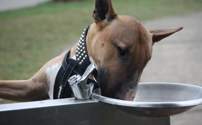 bull terrier bebiendo agua antes de salir