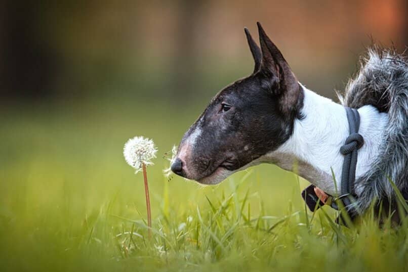bull terrier miniatura