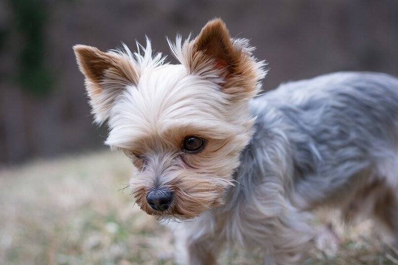 yorkshire terrier chiquito
