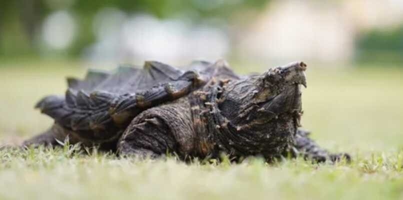 tortuga aligator es carnivora