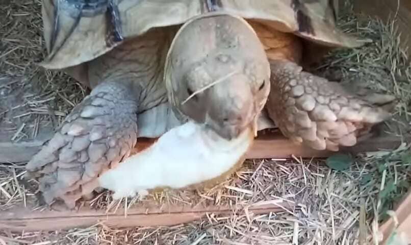 tortuga terrestre comiendo manzana