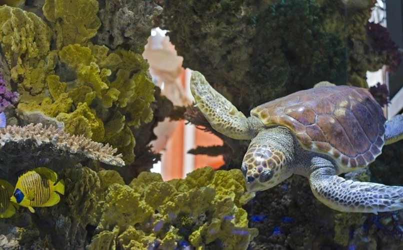 tortuga marina corales verde 