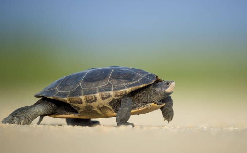 tortuga caminando sobre la arena