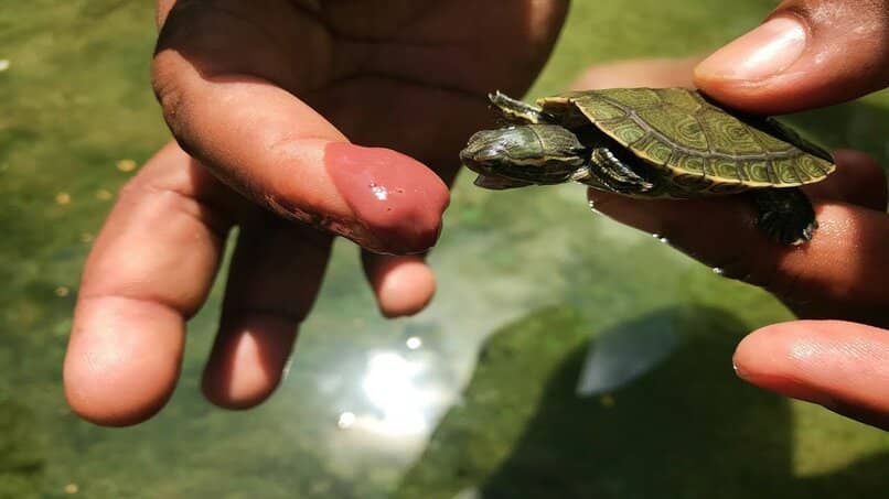 tortugas pequeñas sus cuidados