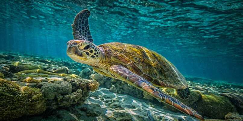 tortuga marina en su habitat natural