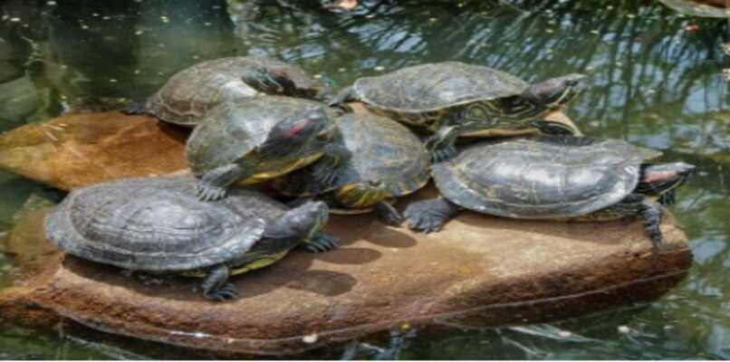 tortugas juntas en su habitat