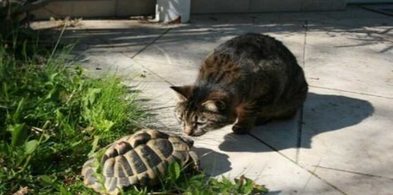 tortuga adulta socializando con gato