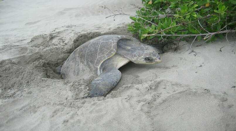 tortuga saliendo del nido de la arena
