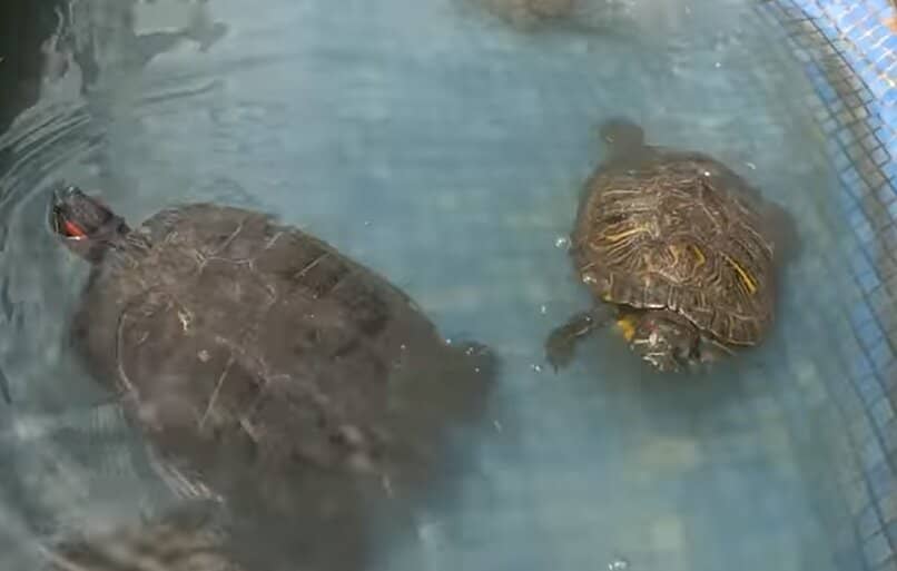tortugas de orejas rojas en agua