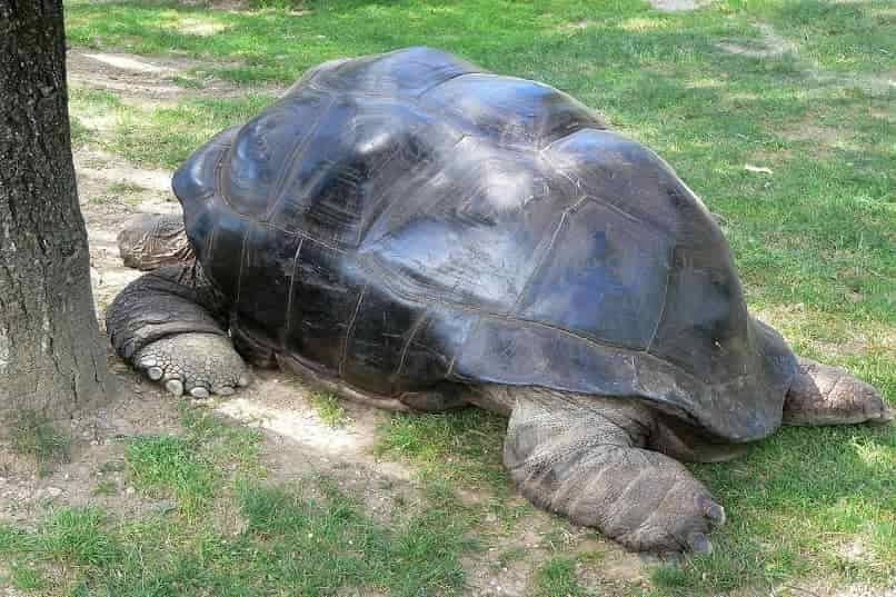 tortuga gigante en el patio de casa