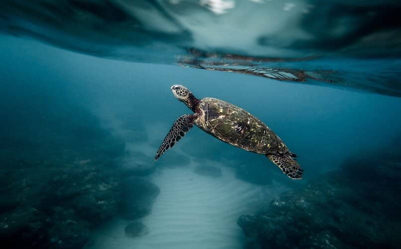 tortuga de mar dentro del oceano