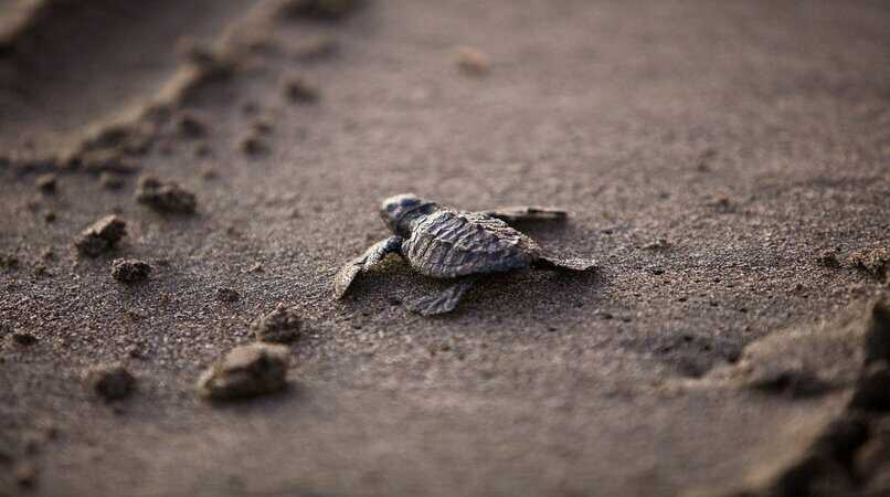 tortuga marina bebe en la arena