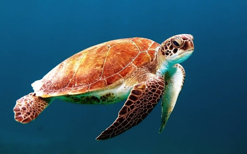 las tortugas marinas comen insectos 