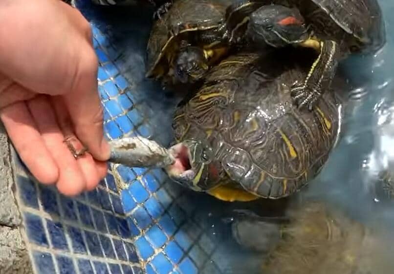 tortuga de florida comiendo pescado