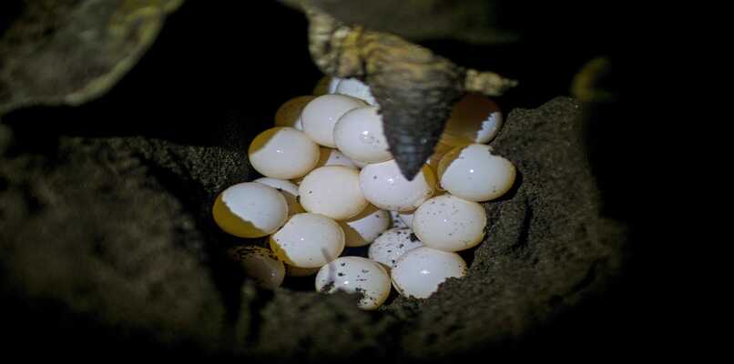 huevos de tortuga marina