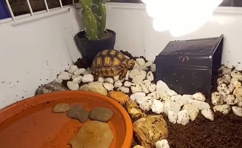 tortuga terrestre habitando en casa