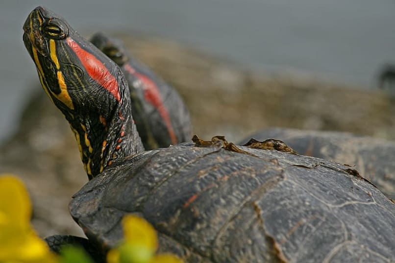 las tortugas hacen el proceso de cortejo