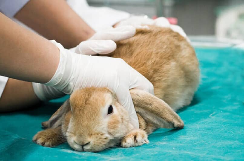 revisar conejo con pulga veterinario