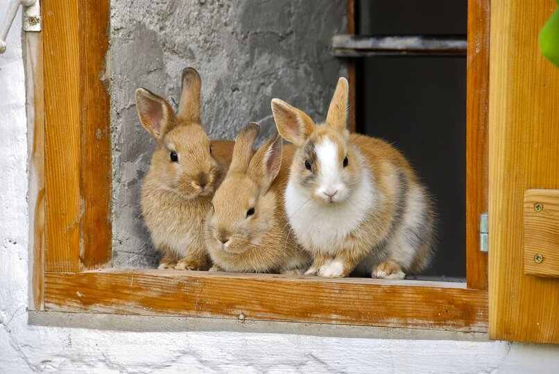 trio conejos