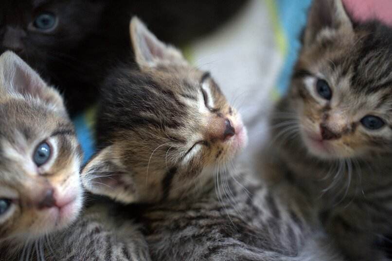 trio gatos bebes