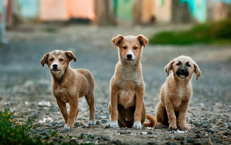 tres perros calle