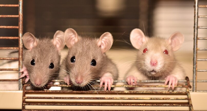 tres ratas
