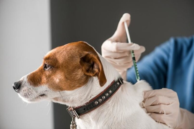 perro recibiendo vacuna