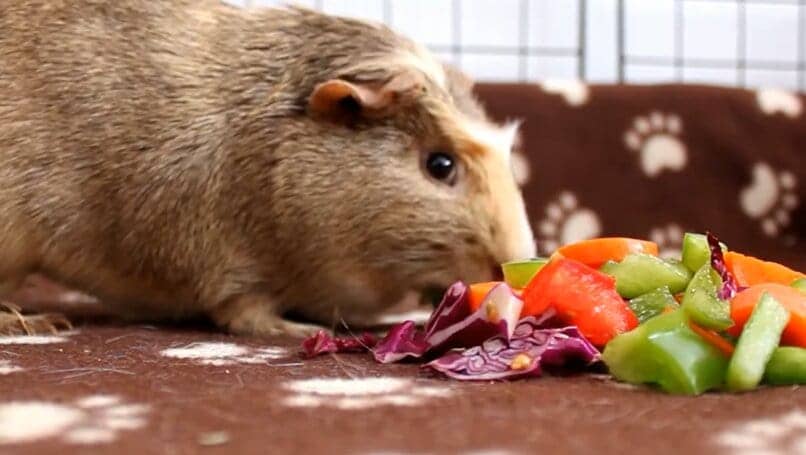roedor comiendo verduras cortados en rodajas
